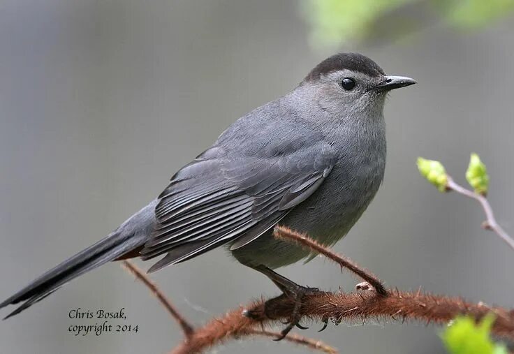 Птицы серого цвета фото Gray Catbird Birds of New England.com Catbird, Pet birds, Birds