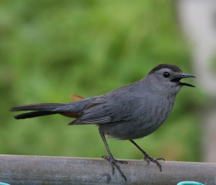 Птицы серого цвета фото "grey birds" - Google Search (With images) Birds, Bird photo