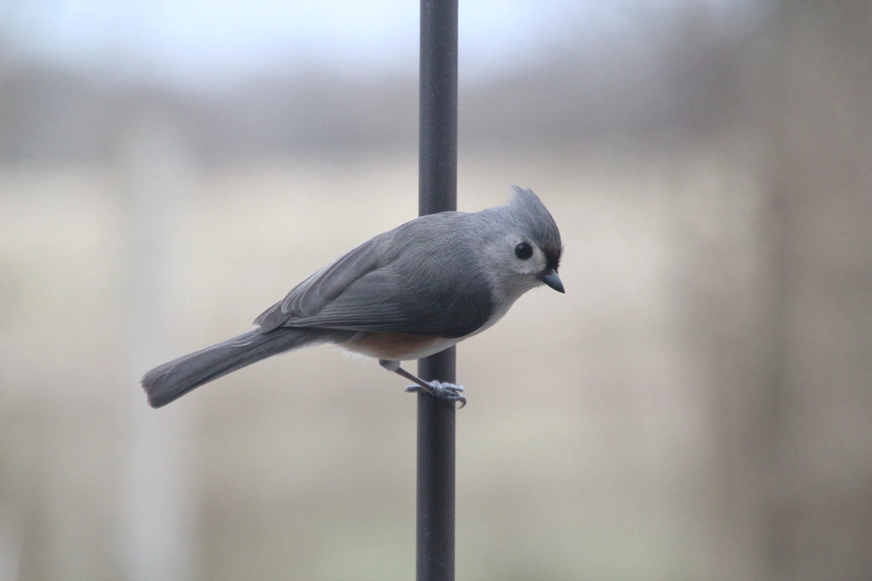 Птицы серого цвета фото Closeup photo of tufted titmouse bird on a branch free image download