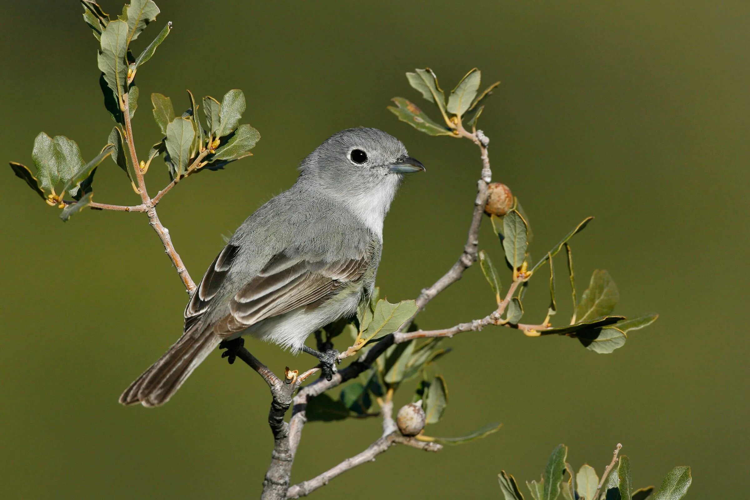 Птицы серого цвета фото Gray Vireo (Vireo vicinior) Backyard birds, Birds, Bird life list