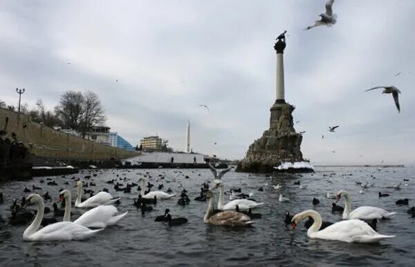 Птицы севастополя фото Лебеди и утки возвращаются на зимовку в бухты Севастополя - РИА Новости, 17.02.2