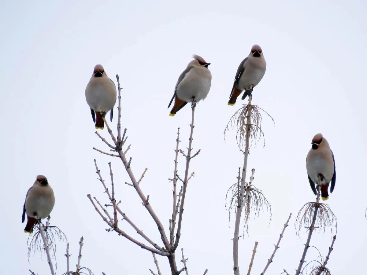 Птицы севера фото с названиями Bohemian Waxwing (Bombycilla garrulus). Birds of Kyrgyzstan.