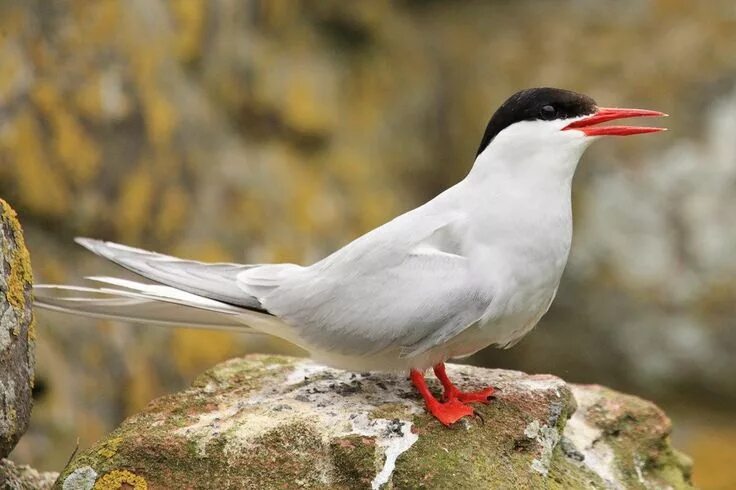 Птицы севера фото с названиями Sterna paradisaea (Arctic Tern) Полярная крачка Arctic tern, Arctic, Beautiful b