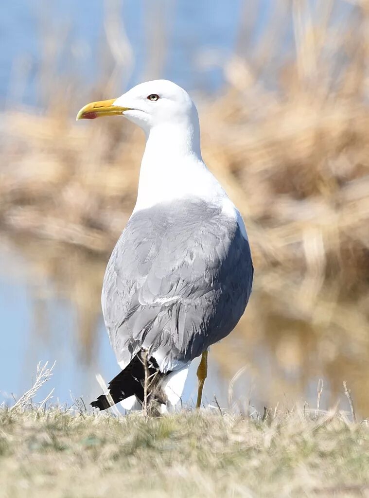 Птицы севера фото с названиями Siberian Black-backed Gull (Larus heuglini). Birds of Siberia.