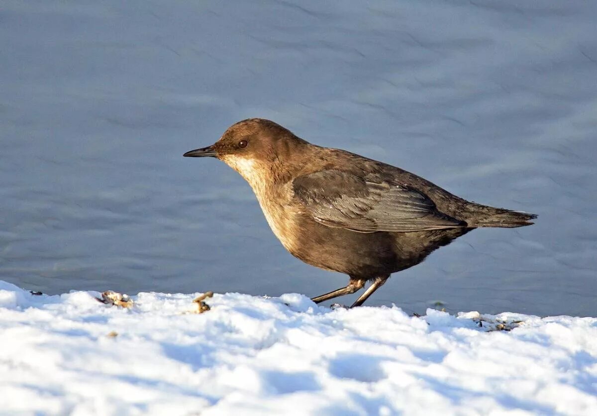 Птицы севера фото с названиями Eurasian Dipper (Cinclus cinclus). Birds of Siberia.