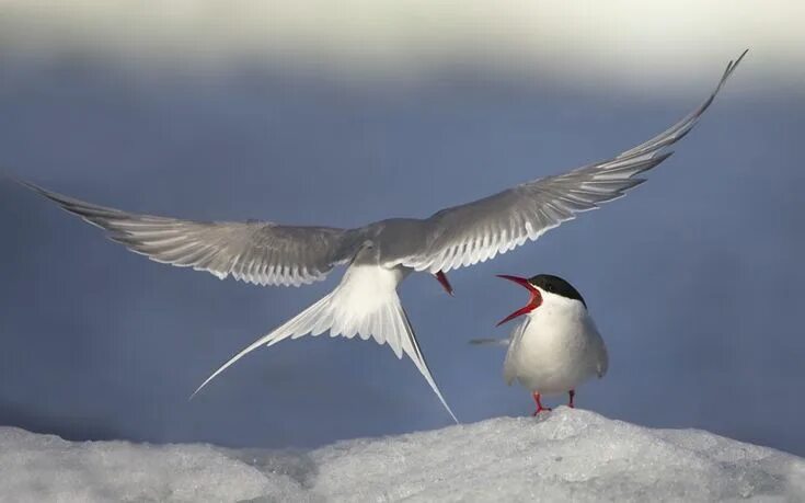 Птицы северного полюса фото Danny Green's Long Journey North: northern Europe's landscapes and wildlife Arct