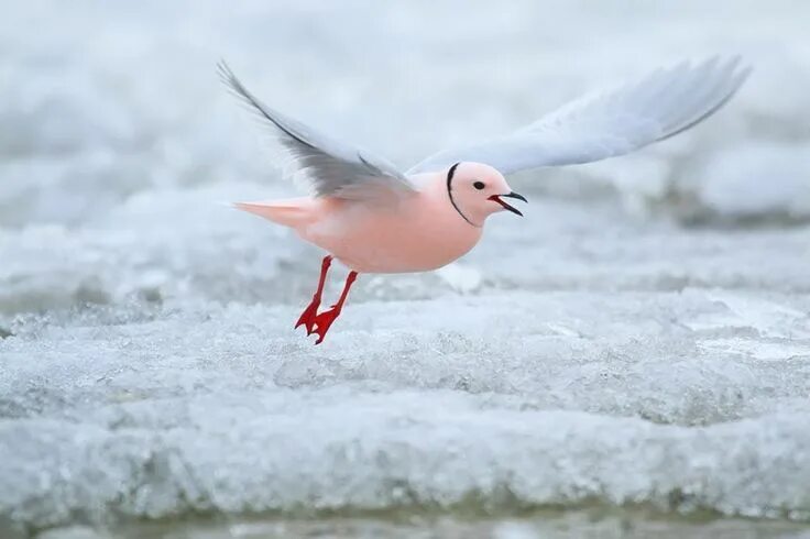 Птицы северного полюса фото Pin by Jean-Pierre Coenen on Vogels Siberian, Holiday birds, Animals