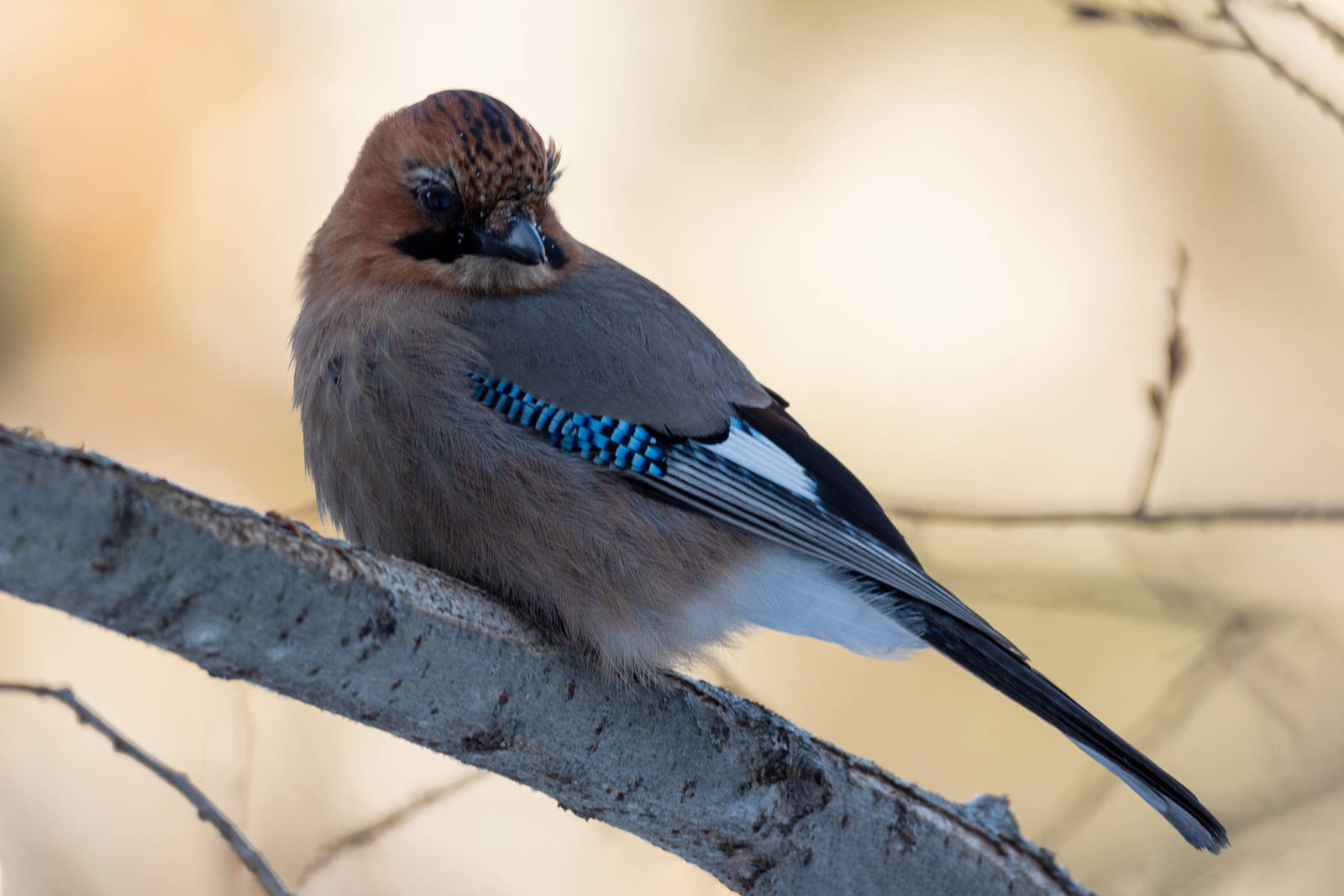 Птицы северо запада фото с названиями Eurasian Jay (Garrulus glandarius). Birds of Siberia.