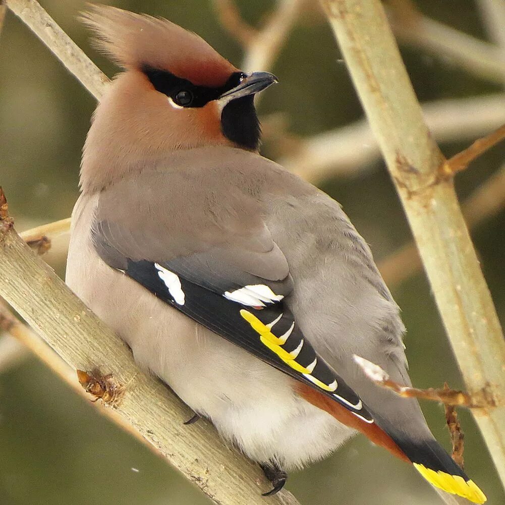 Птицы северо запада фото с названиями Bohemian Waxwing (Bombycilla garrulus). Birds of Siberia.