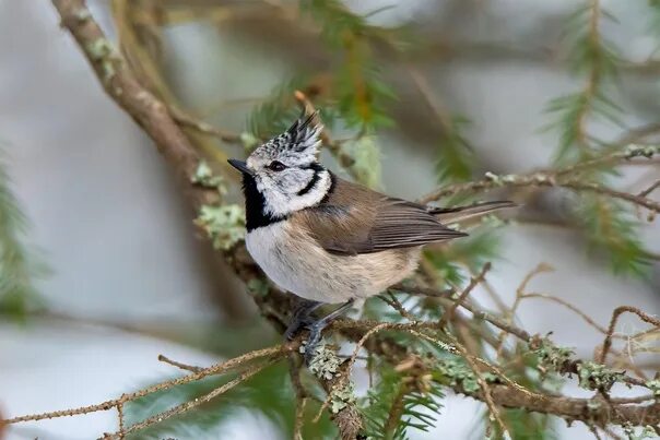 Птицы северо запада фото с названиями Crested tit, or grenadier Karelia. February 2022. 2023 Природа и животные Карели