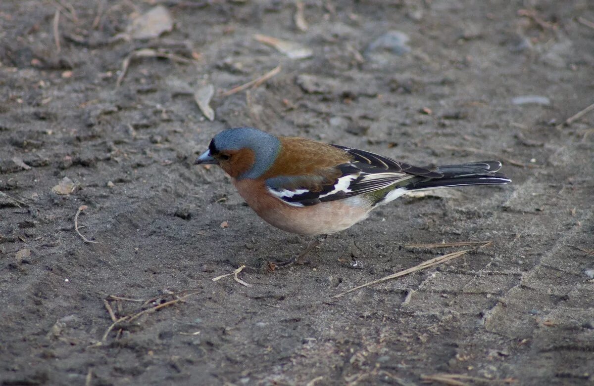 Птицы северо запада россии фото с названиями Common Chaffinch (Fringilla coelebs). Birds of Siberia.