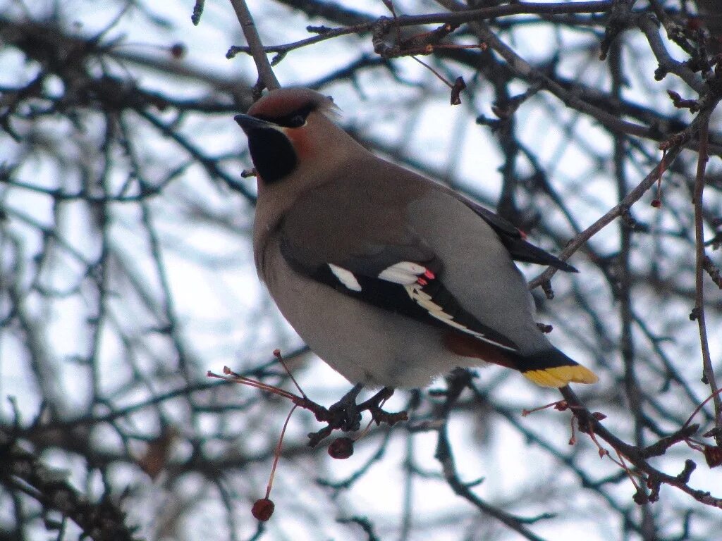 Птицы северо западной зоны фото и названия Bohemian Waxwing (Bombycilla garrulus). Birds of Siberia.