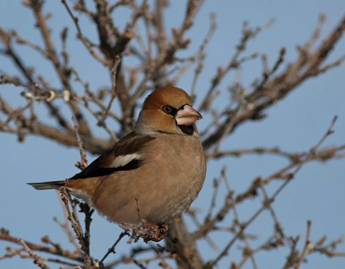 Птицы северо западной зоны фото и названия Hawfinch (Coccothraustes coccothraustes). Birds of Siberia.