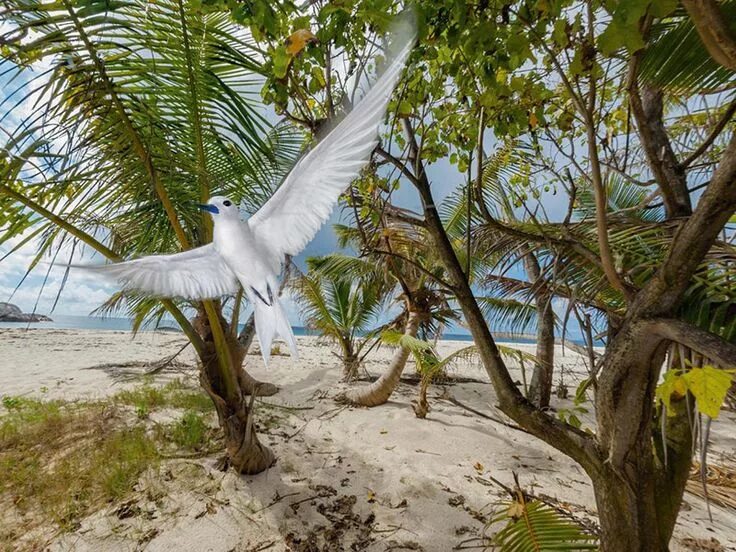 Птицы сейшельских островов фото и названия Saving the Treasures of the Seychelles National geographic photos, National geog