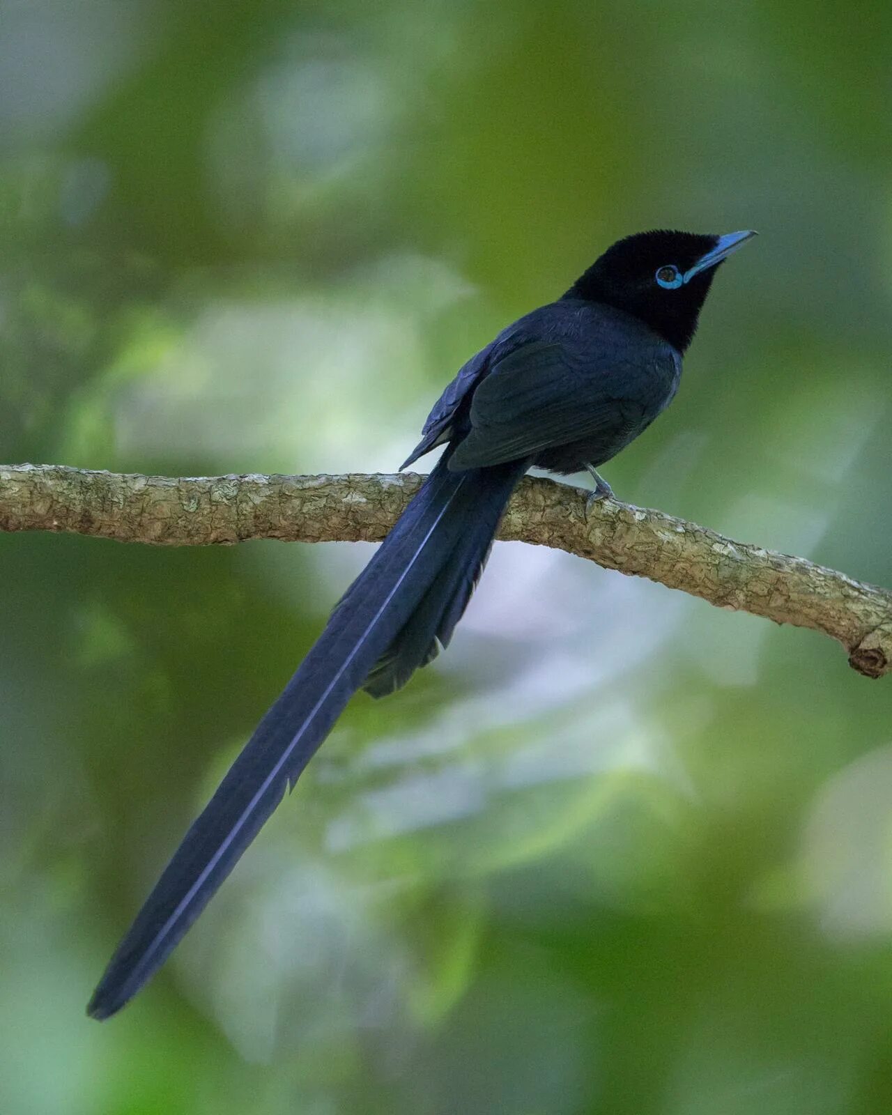 Птицы сейшельских островов фото и названия BirdsEye Photography: Seychelles Paradise-Flycatcher Photo by Rhys Marsh