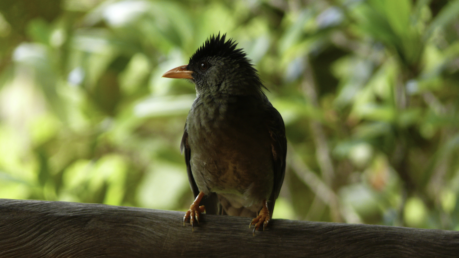 Птицы сейшельских островов фото и названия Fauna & Flora in The Seychelles Seychelles Holidays