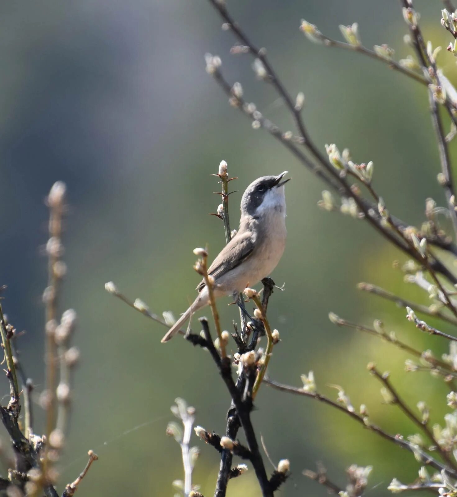 Птицы сибири фото Lesser Whitethroat (Sylvia curruca). Birds of Siberia.