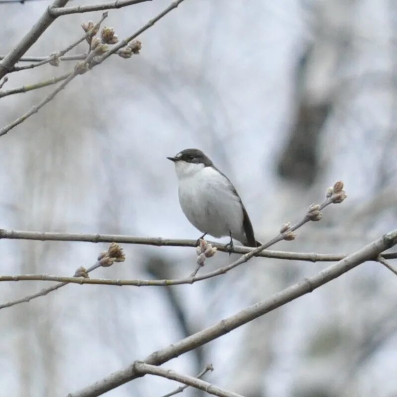 Птицы сибири фото Pied Flycatcher (Ficedula hypoleuca). Birds of Siberia.