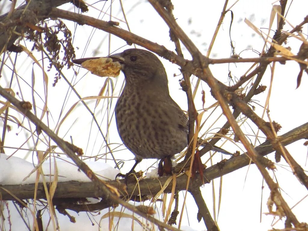 Птицы сибири фото Большая чечевица (Carpodacus rubicilla). Птицы Сибири.