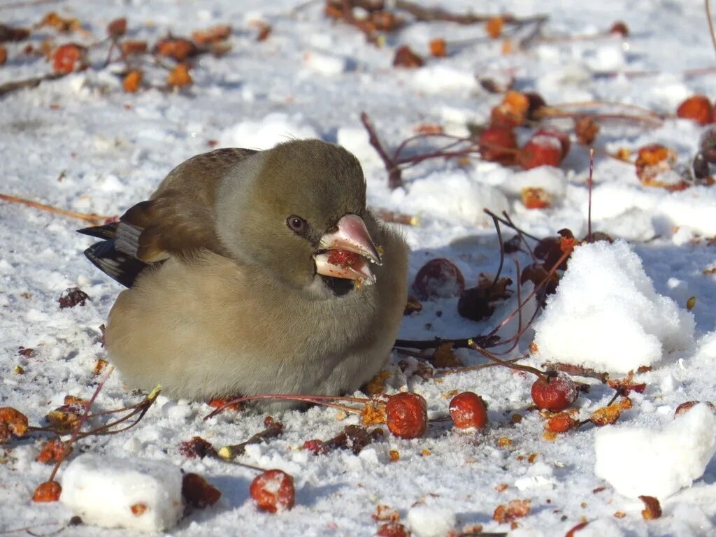 Птицы сибири фото Дубонос (Coccothraustes coccothraustes). Птицы Сибири.