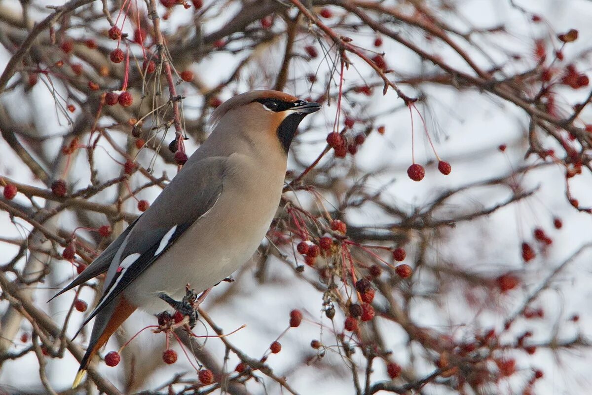 Птицы сибири фото с названиями Свиристель (Bombycilla garrulus). Птицы Сибири.