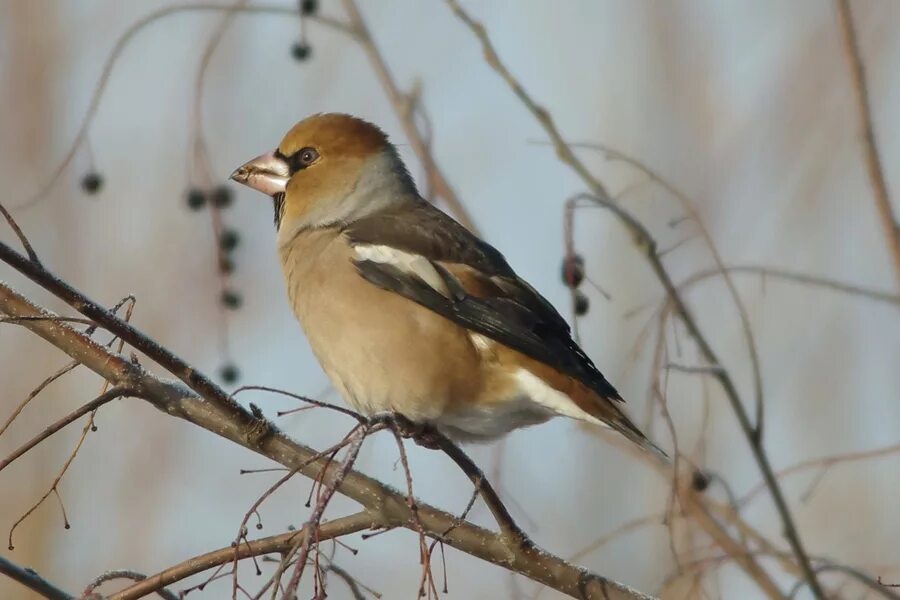 Птицы сибири фото с названиями Hawfinch (Coccothraustes coccothraustes). Birds of Siberia.