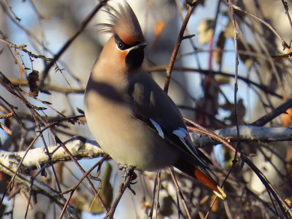 Птицы сибири фото с названиями Свиристель (Bombycilla garrulus). Птицы Сибири.