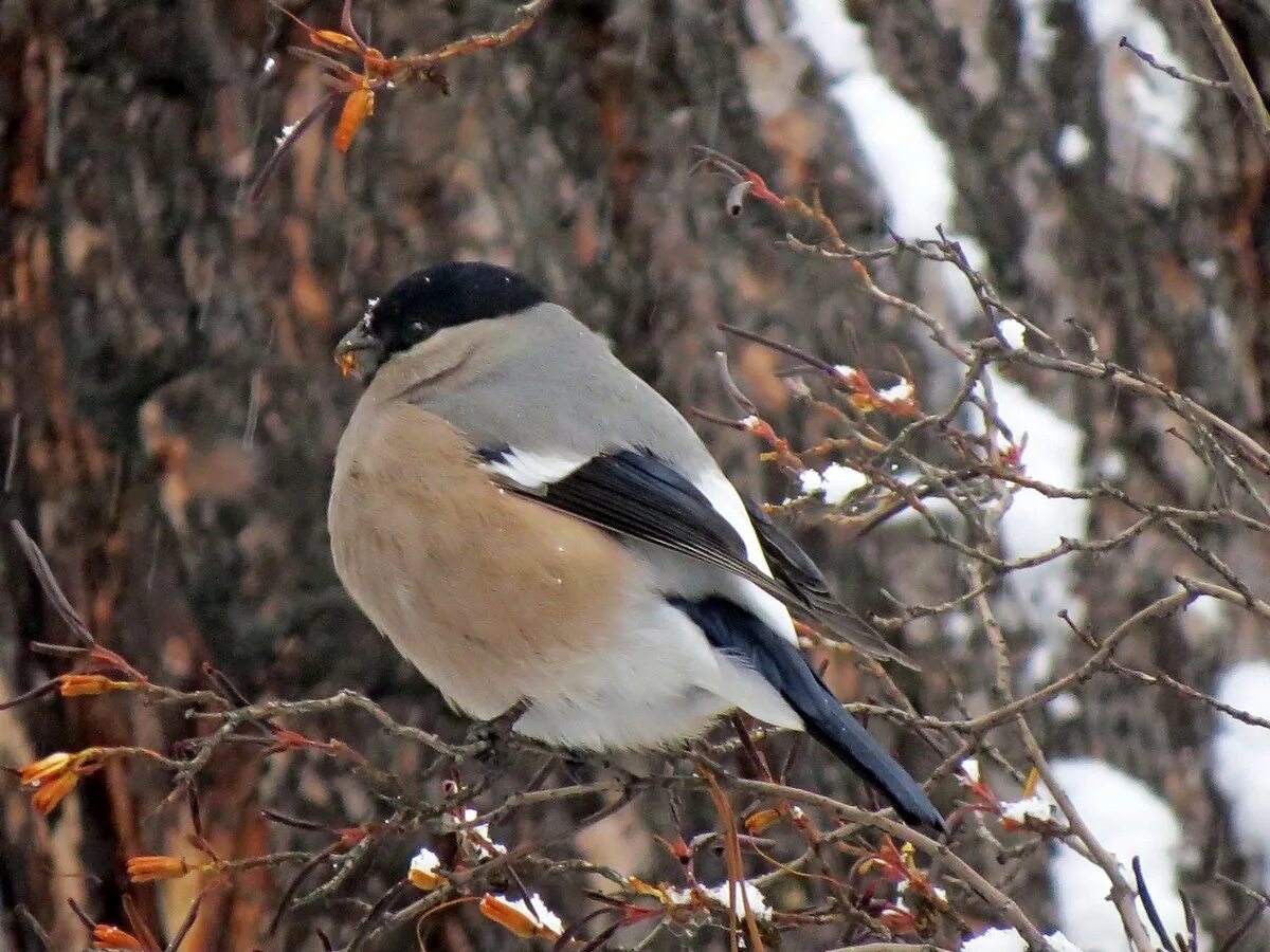 Птицы сибири фото с названиями Northern Bullfinch (Pyrrhula pyrrhula). Birds of Siberia.