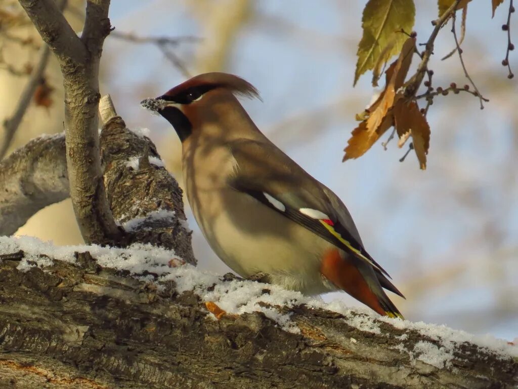 Птицы сибири фото с названиями Bohemian Waxwing (Bombycilla garrulus). Birds of Siberia.