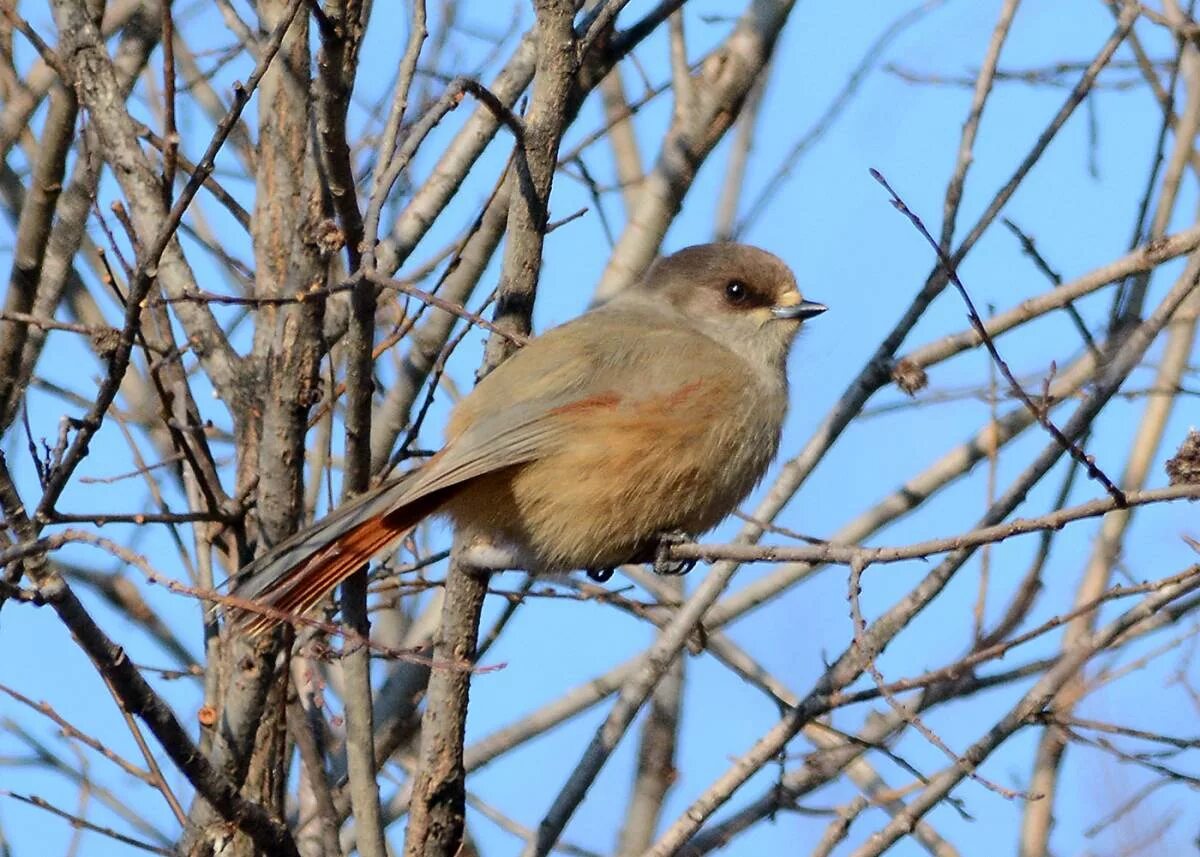 Птицы сибири фото с названиями Siberian Jay (Perisoreus infaustus). Birds of Siberia.