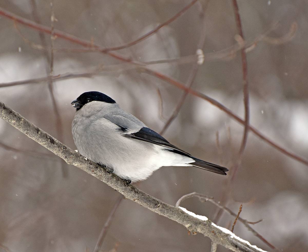 Птицы сибири фото с названиями Baikal Bullfinch (Pyrrhula cineracea). Birds of Siberia.