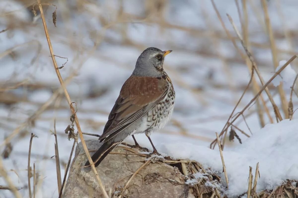 Птицы сибири фото с названиями Fieldfare (Turdus pilaris). Birds of Siberia.