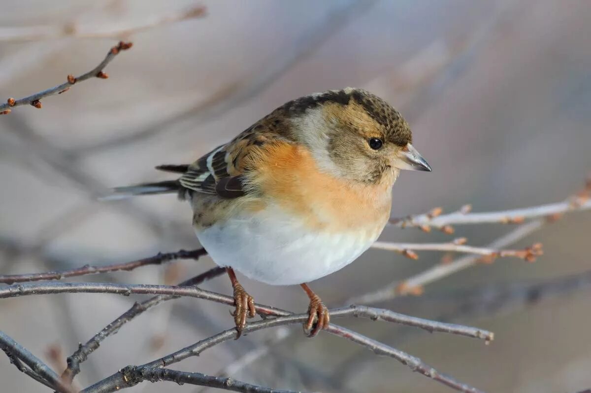 Птицы сибири фото с названиями Brambling (Fringilla montifringilla). Birds of Siberia.