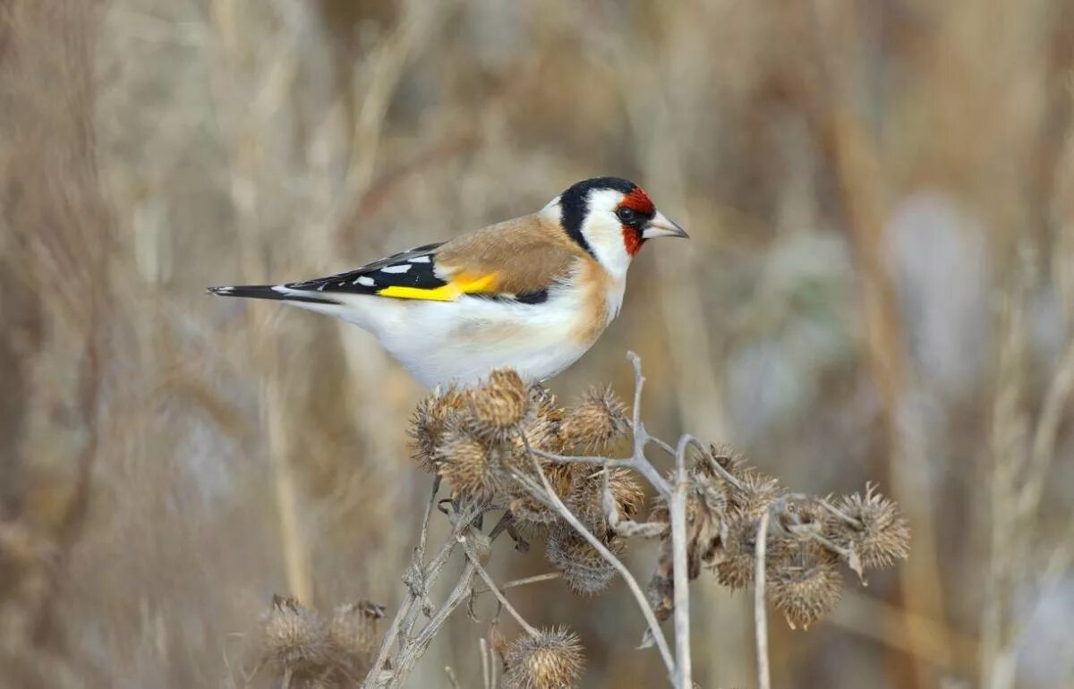 Птицы сибири фото с названиями и описанием Щегол (Carduelis carduelis). Птицы Сибири.