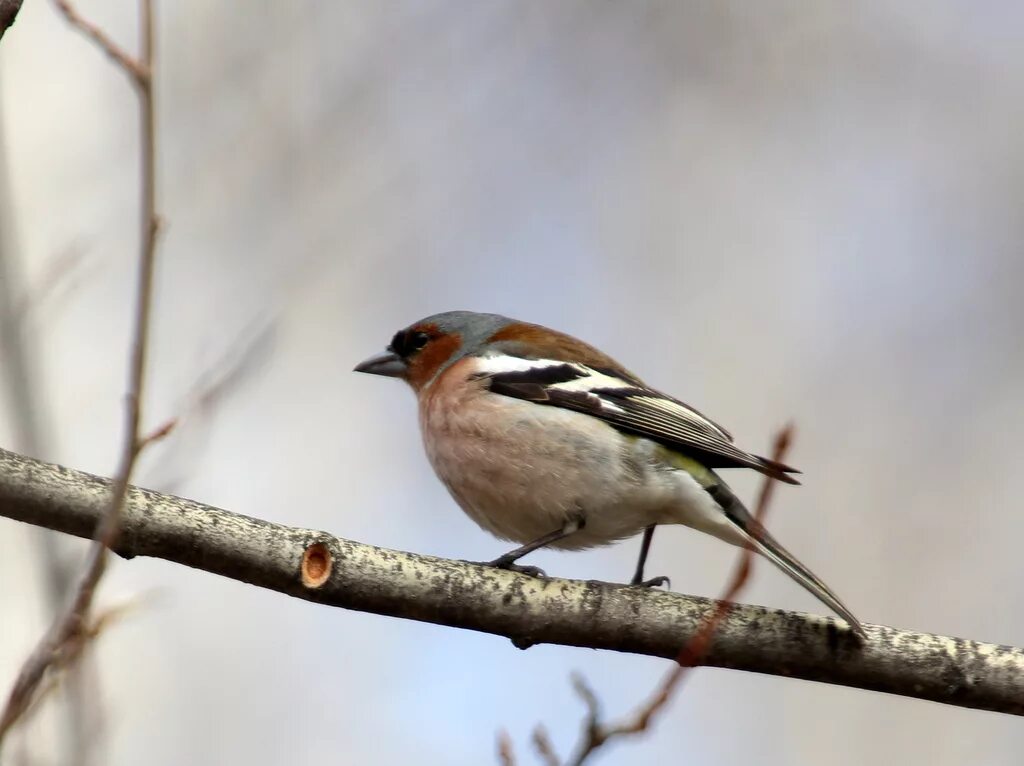 Птицы сибири фото с названиями и описанием Common Chaffinch (Fringilla coelebs). Birds of Siberia.