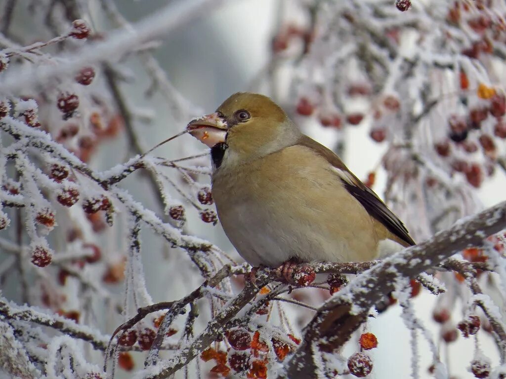 Птицы сибири фото с названиями и описанием Дубонос (Coccothraustes coccothraustes). Птицы Сибири.