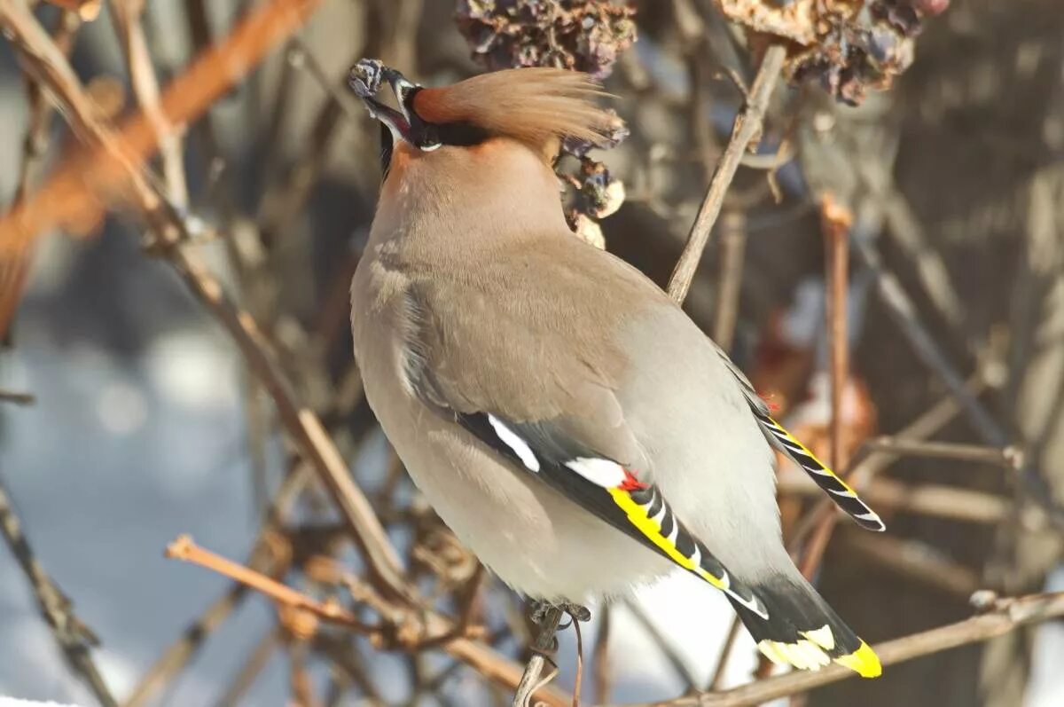 Птицы сибири фото с названиями и описанием Bohemian Waxwing (Bombycilla garrulus). Birds of Siberia.