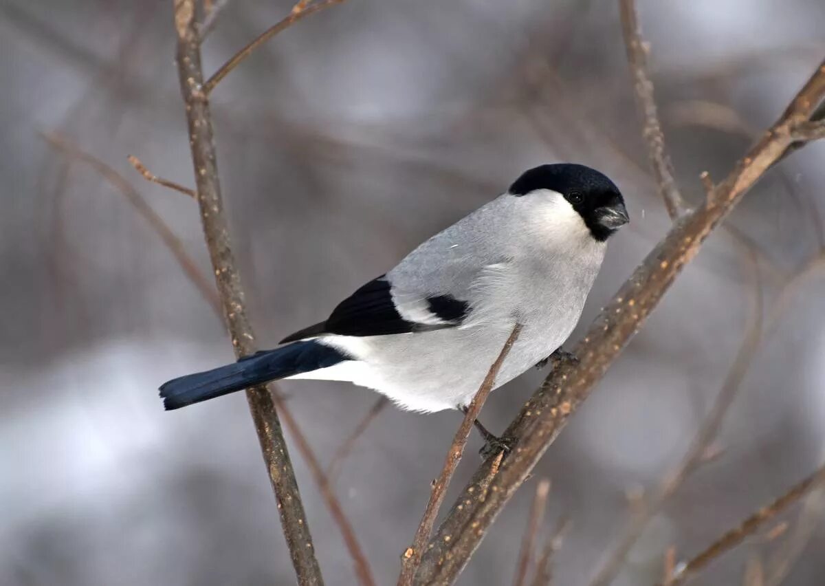 Птицы сибири фото с названиями и описанием Baikal Bullfinch (Pyrrhula cineracea). Birds of Siberia.