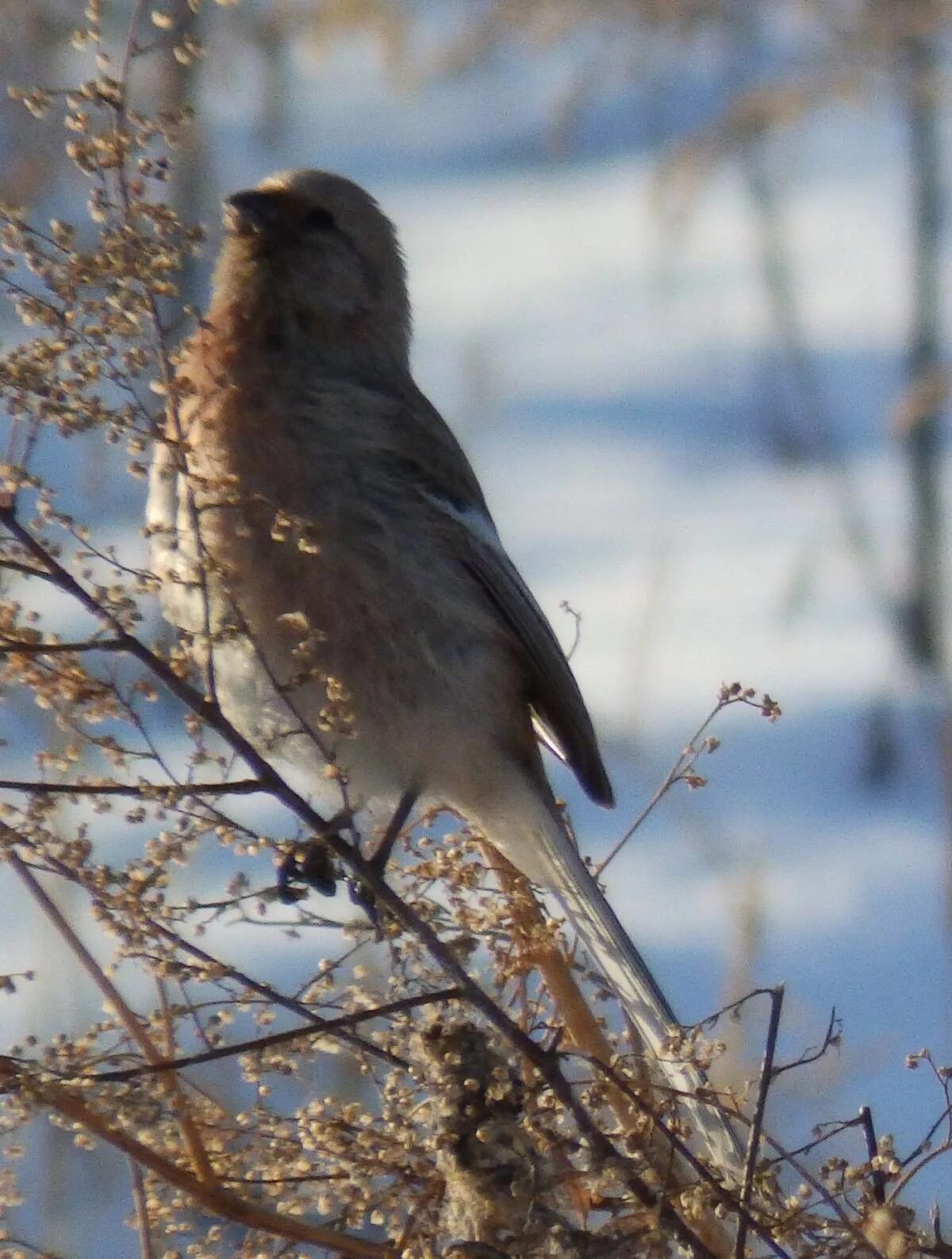 Птицы сибири фото с названиями зимой Long-tailed Rosefinch (Uragus sibiricus). Birds of Siberia.