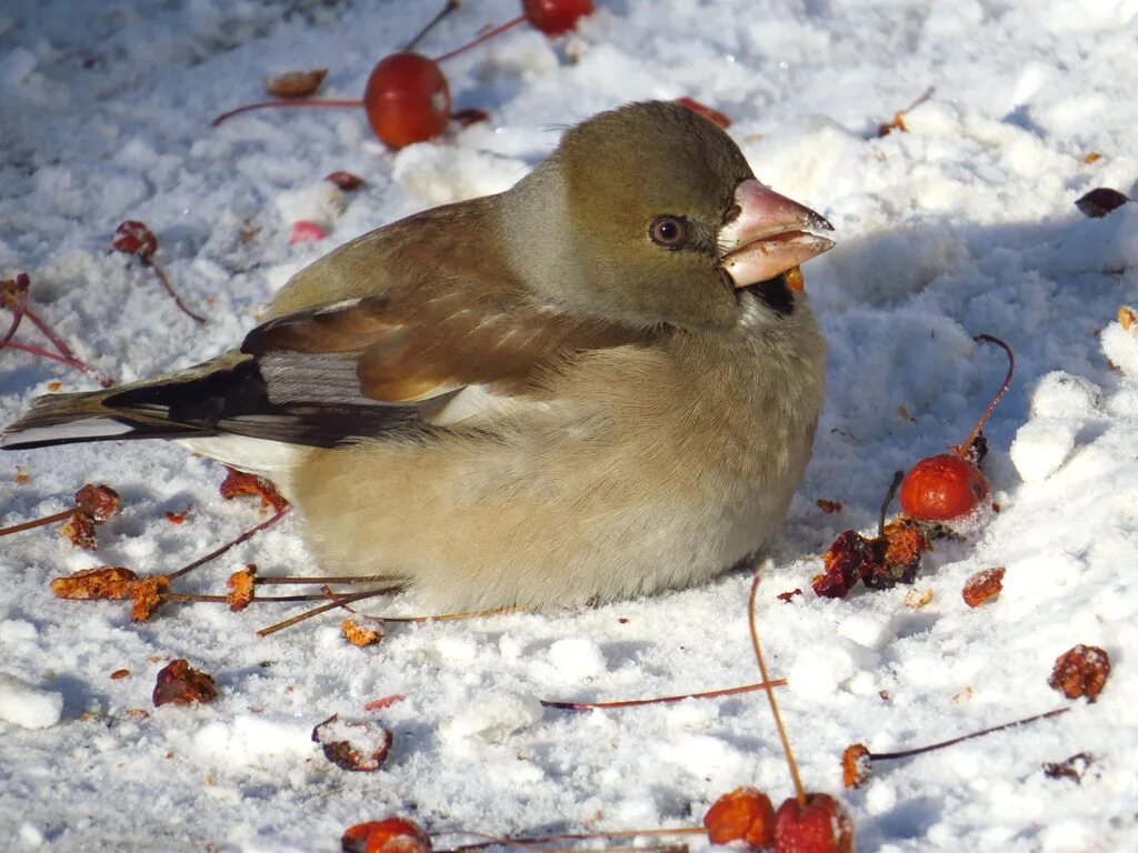 Птицы сибири фото с названиями зимой Hawfinch (Coccothraustes coccothraustes). Birds of Siberia.