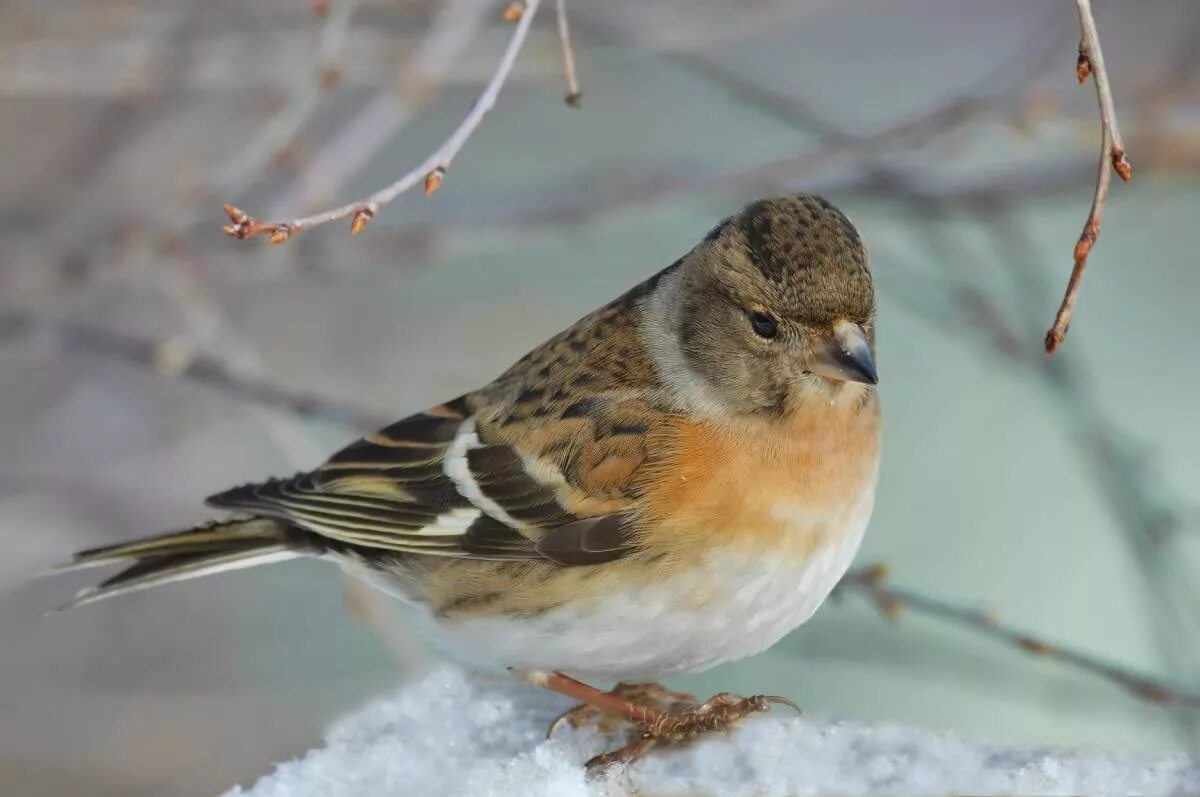 Птицы сибири фото с названиями зимой Brambling (Fringilla montifringilla). Birds of Siberia.