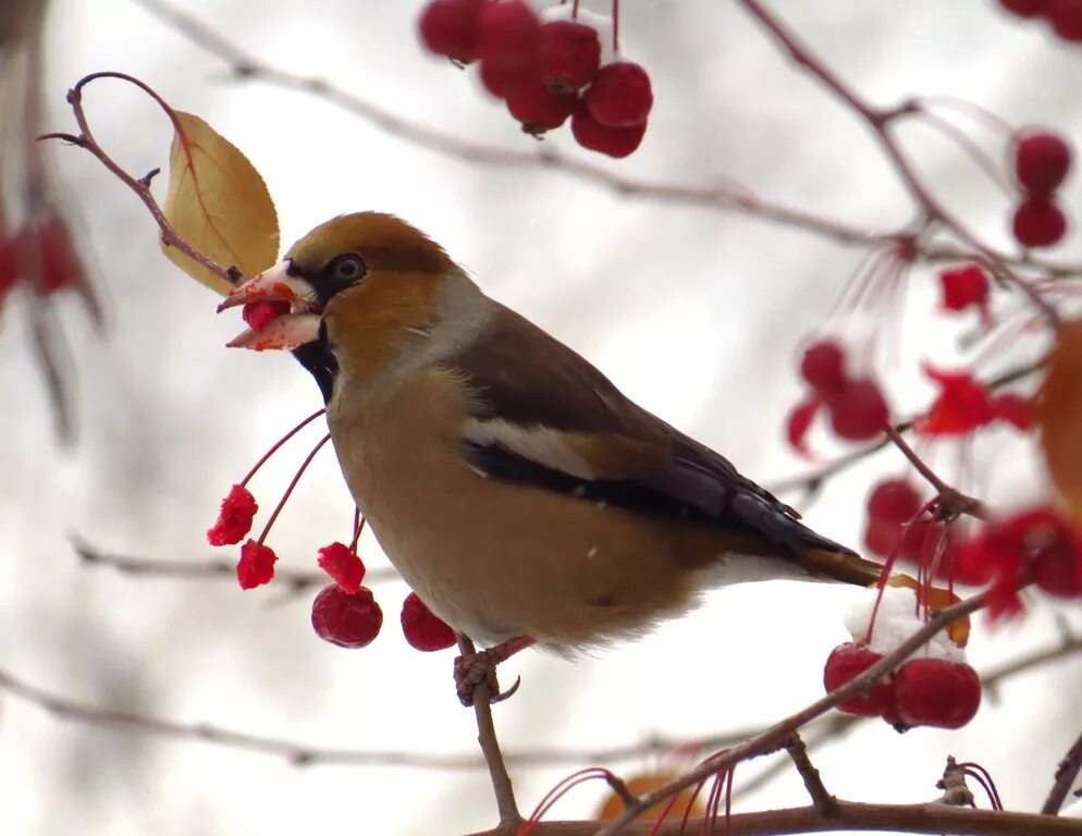 Птицы сибири фото с названиями зимой Hawfinch (Coccothraustes coccothraustes). Birds of Siberia.