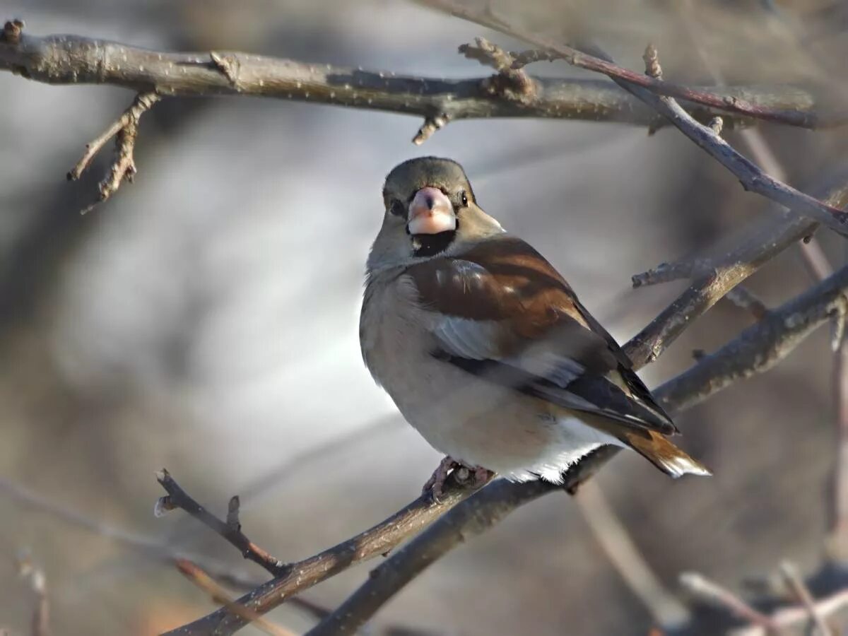 Птицы сибири фото с названиями зимой Hawfinch (Coccothraustes coccothraustes). Birds of Siberia.