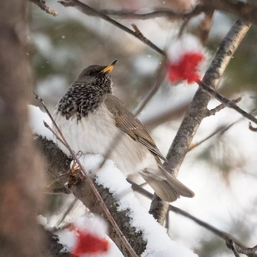 Птицы сибири фото с названиями зимой Black-throated Thrush (Turdus atrogularis). Birds of Siberia.