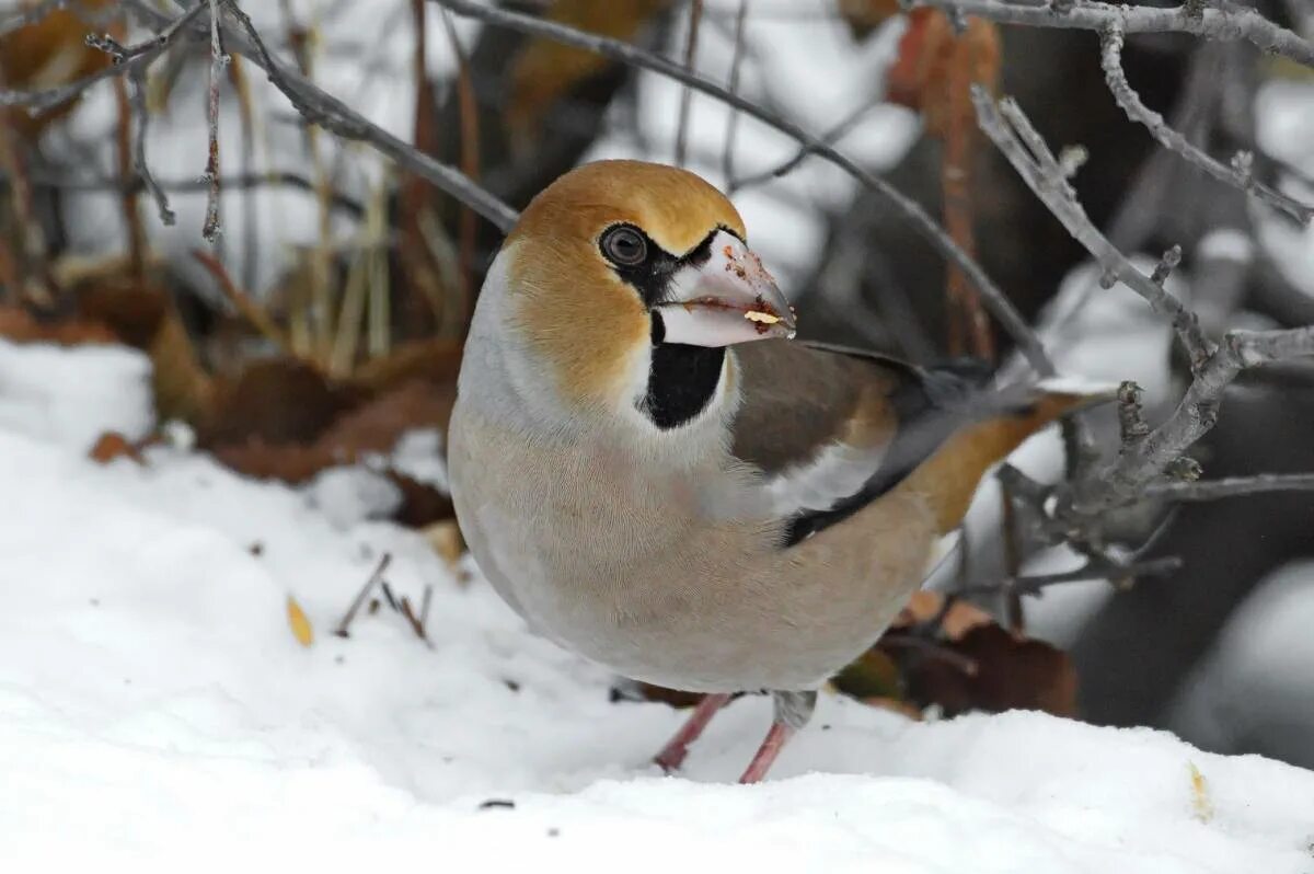 Птицы сибири фото с названиями зимой Hawfinch (Coccothraustes coccothraustes). Birds of Siberia.