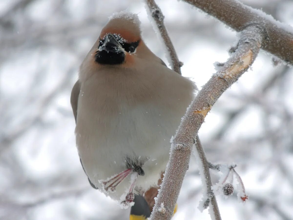 Птицы сибири зимой фото Bohemian Waxwing (Bombycilla garrulus). Birds of Siberia.