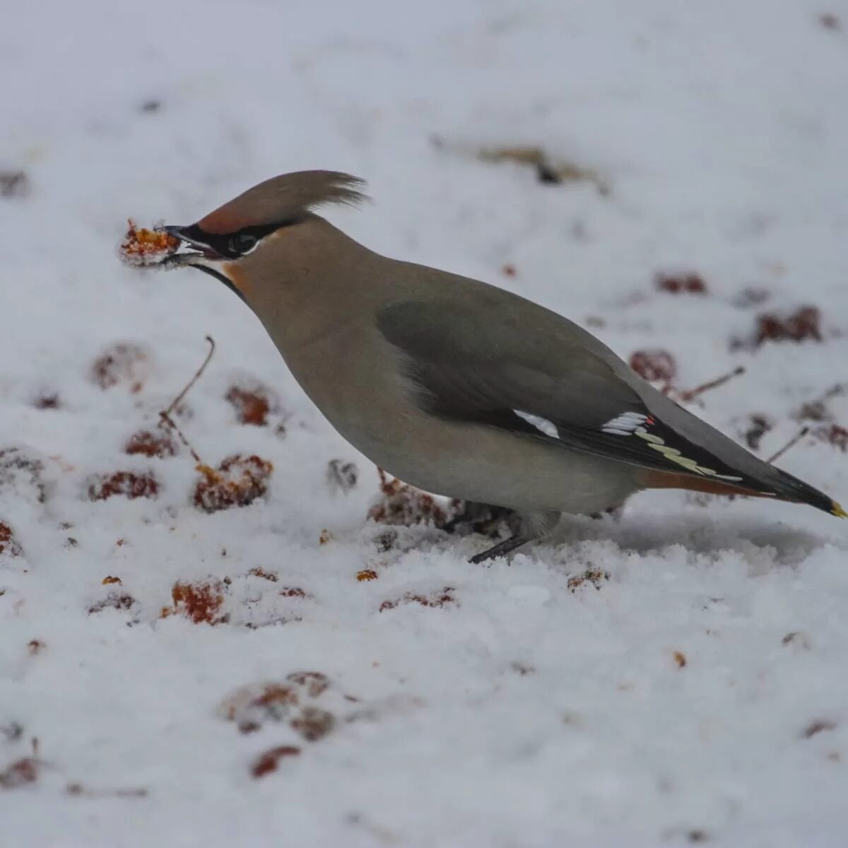 Птицы сибири зимой фото Свиристель (Bombycilla garrulus). Птицы Сибири.