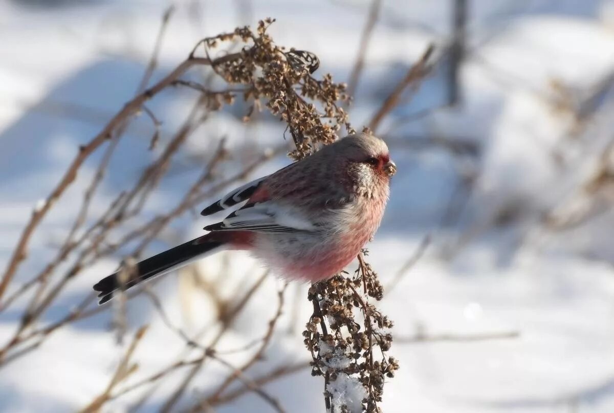 Птицы сибири зимой фото Урагус (Uragus sibiricus). Птицы Сибири.