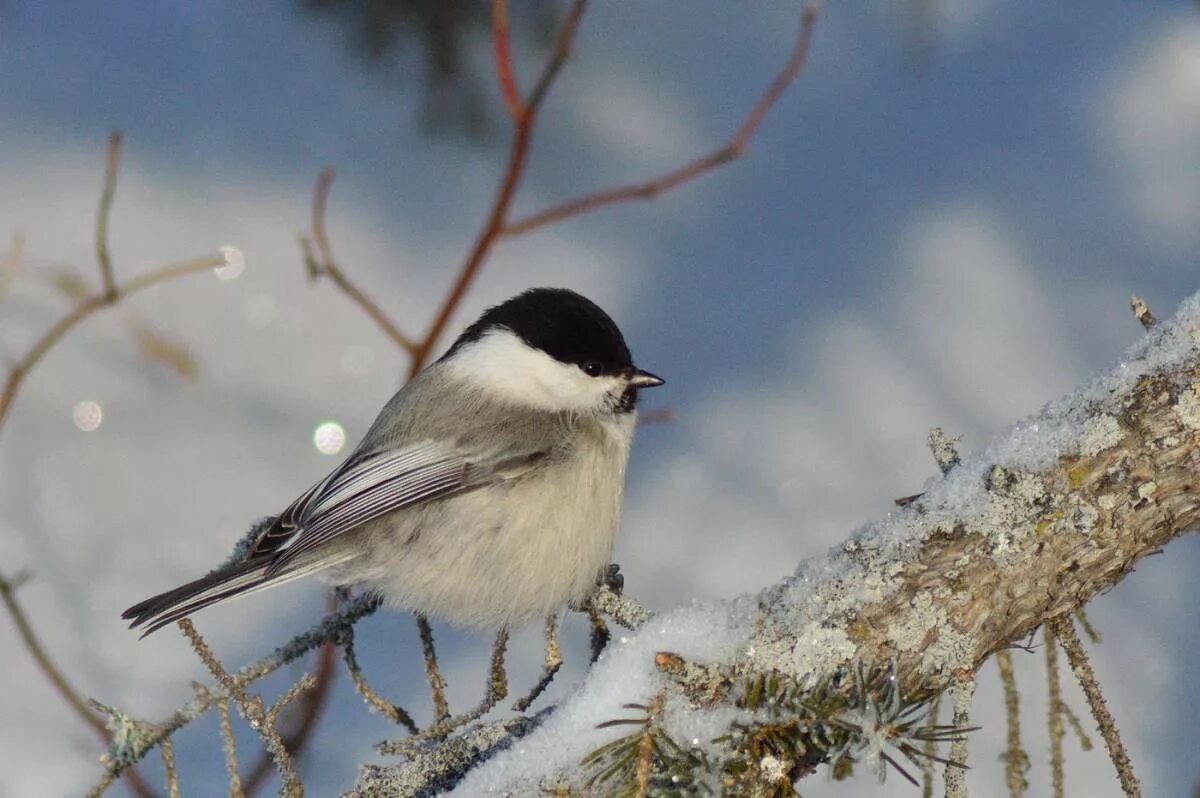 Птицы сибири зимой фото Willow Tit (Parus montanus). Birds of Siberia.