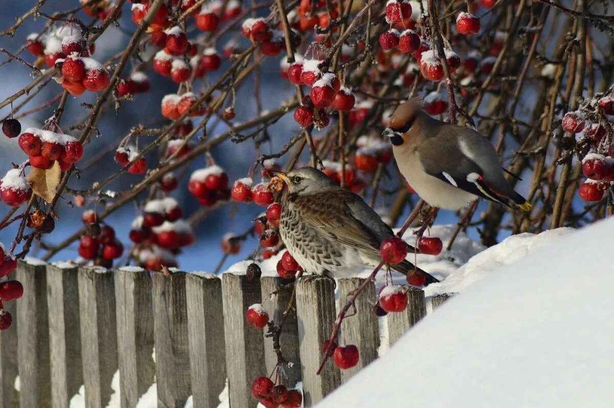 Птицы сибири зимой фото Fieldfare (Turdus pilaris). Birds of Siberia.